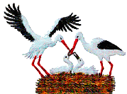 Storch Gif  2